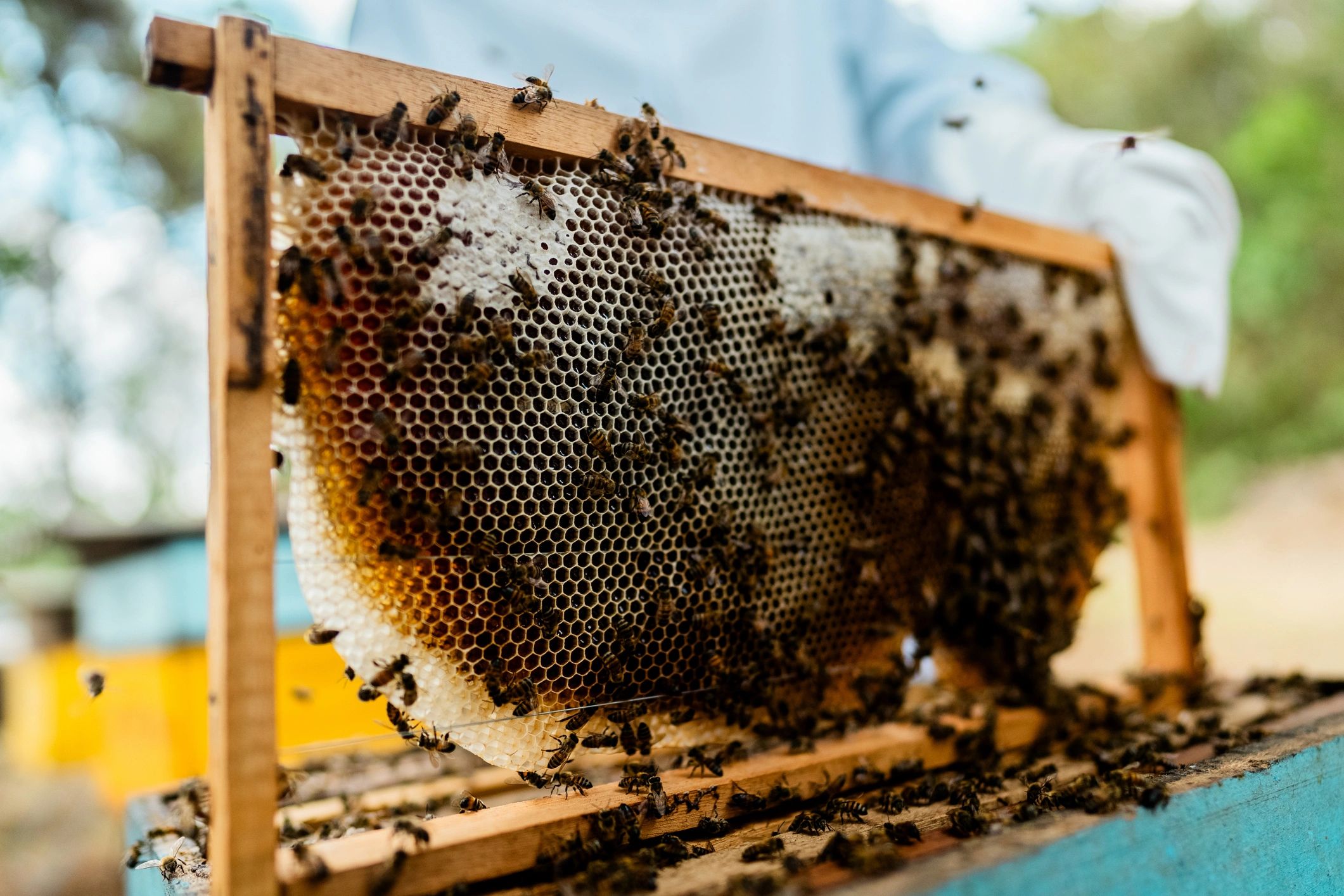 Closeup of honeycomb